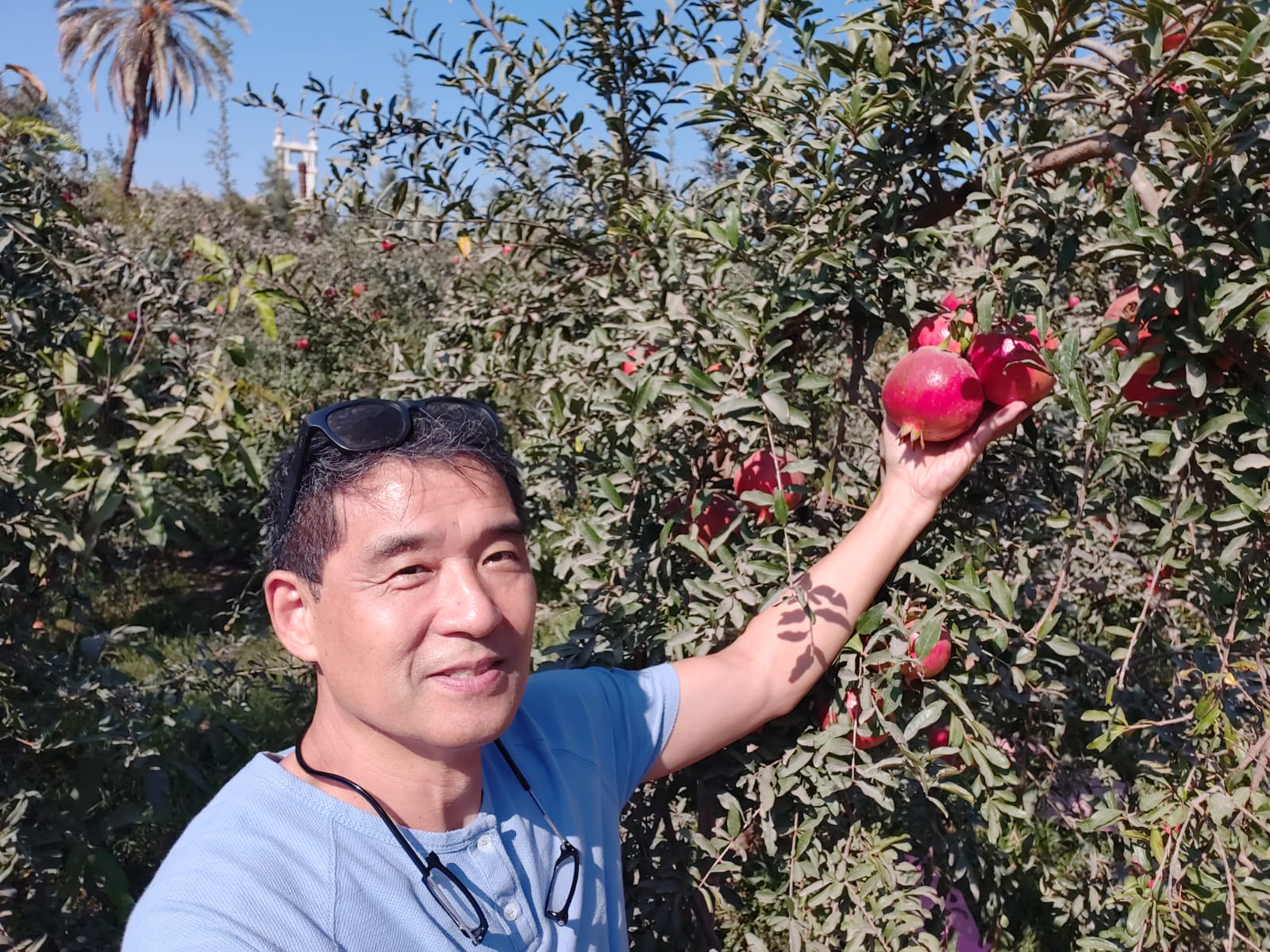Why We Choose Only the Best Pomegranate Growers in Egypt?